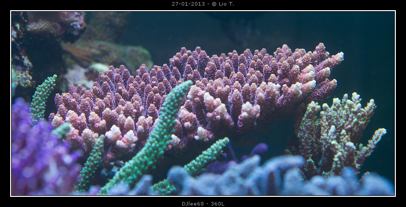 DSC07008.jpg