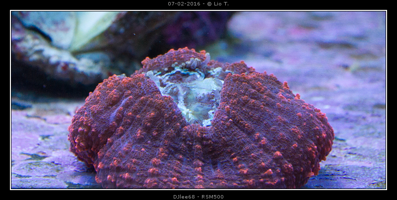 DSC02414.jpg